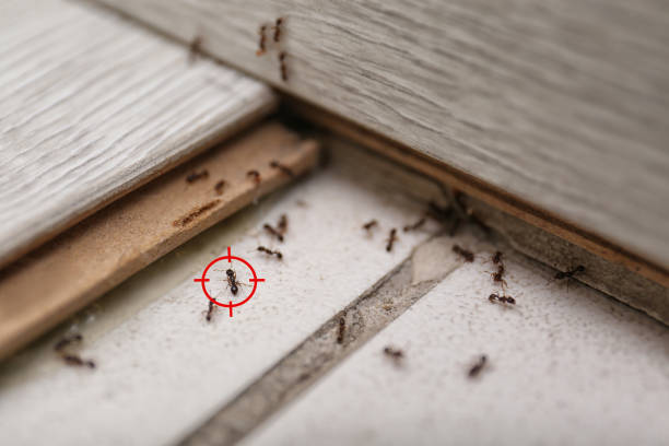 Best Pest Removal Services  in Park Layne, OH