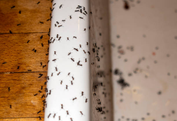 Best Flea Control Services  in Park Layne, OH